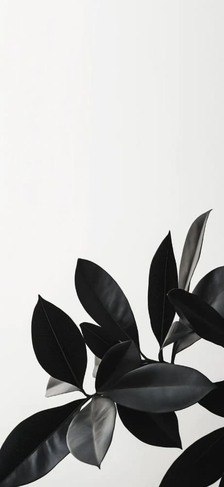 Profile Cover